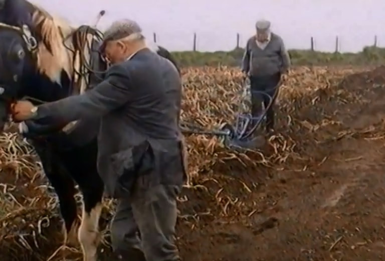 Harvesting potatoes in a field using a horse