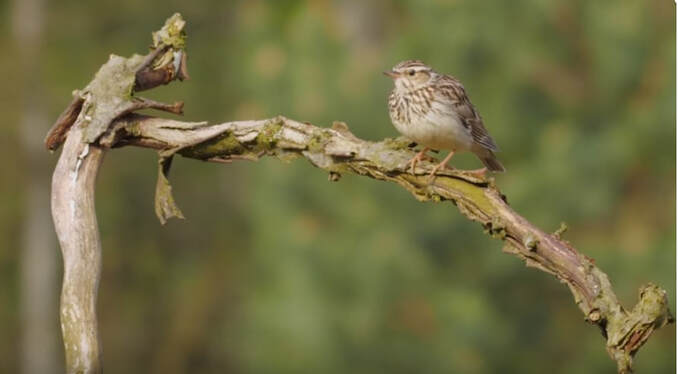 A Wood Lark bird on a branch of a tree singing
