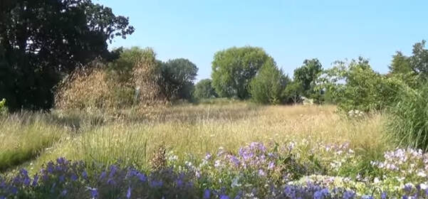 Meadow of long grass with purple flowers in the foreground and large trees surrounding the field
