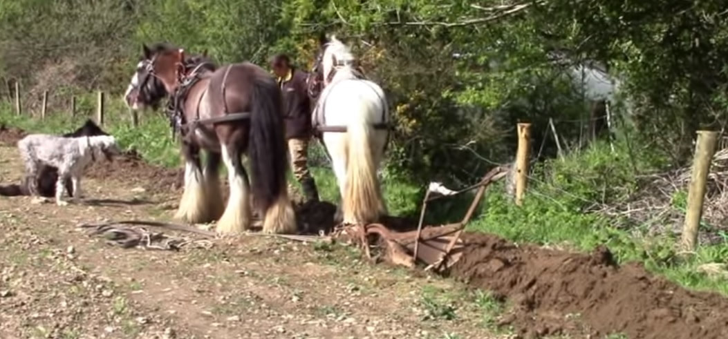 Two horses ploughing a field, one brown and one white horse