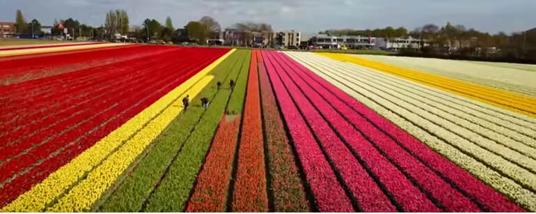 Rows of flowers growing in Holland showing different colours
