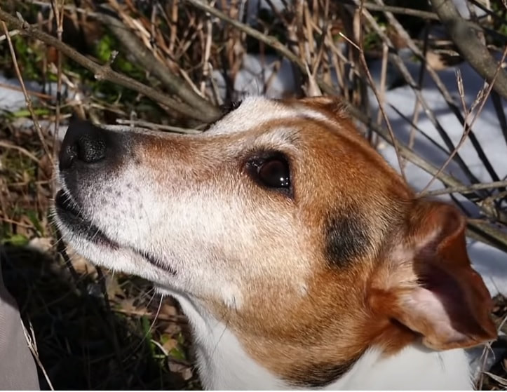 Jack Russell Song