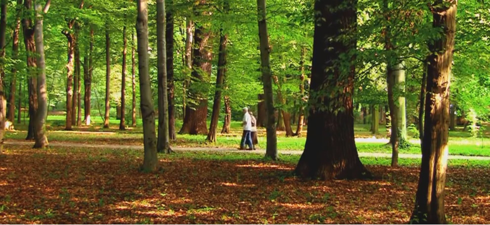 Couple walking in the park surrounded by large trees