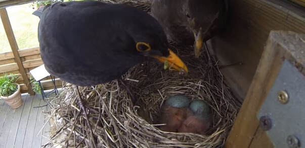 Blackbird on nest feeding it's young birds