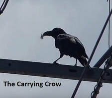 The carrying Crow
