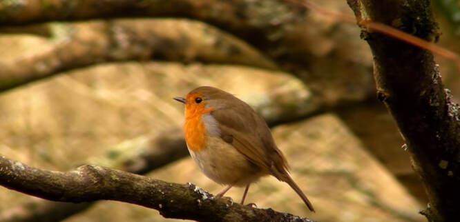 A Robin on a branch singing