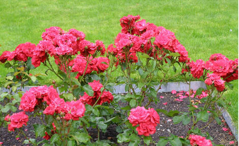 Wild Irish red roses in a flower bed