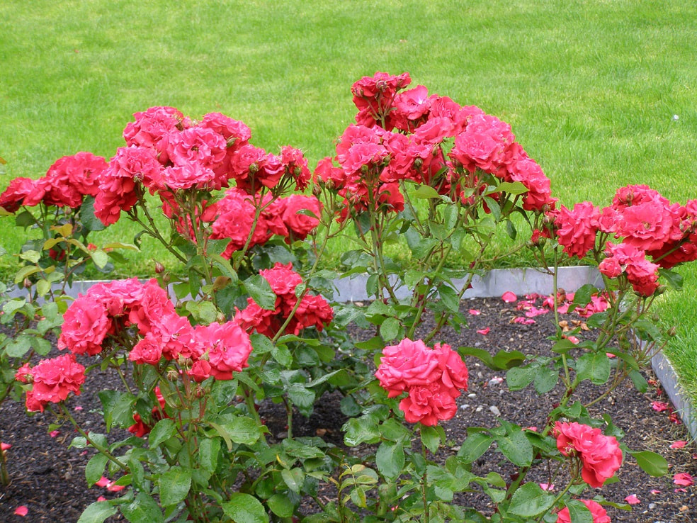 Red roses flowers in an enclosed flower bed of clay