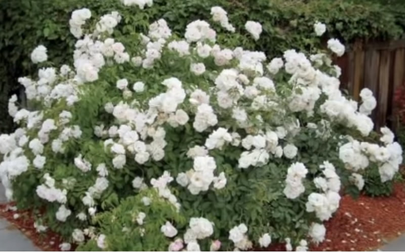 Iceberg-white-roses-blooming-on-bush